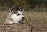 ALASKAN MALAMUTE 533